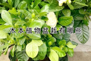 木本木本及木本植物：生態(tài)環(huán)境中的重要組成部分