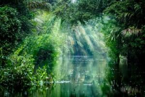 tucanoTucano：巴西熱帶雨林中的神奇生物